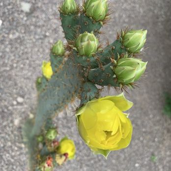 Terlingua Ghost Town - Cactus blooming - Local Flavor Near Me Terlingua Ghost Town - Cactus blooming - Local Flavor Near Me