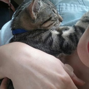 Orlando Cat Cafe - This snuggly little guy made my day!! - Animal Shelters Near Me - Clermont, Florida Orlando Cat Cafe - This snuggly little guy made my day!! - Animal Shelters Near Me - Clermont, Florida