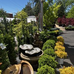Timberwinds Nursery - Fountains and shrubs