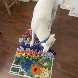 Training and relaxing with a snuffle mat