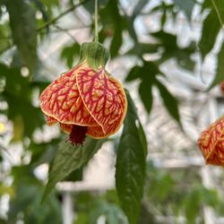 Michler's Florist, Greenhouses & Garden Design - Flower