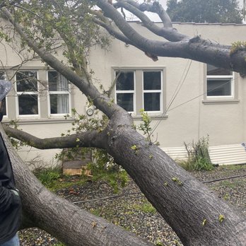 Saber Roofing - Oak tree - fallen from neighbors yard - Roofing Near Me - Woodside, California Saber Roofing - Oak tree - fallen from neighbors yard - Roofing Near Me - Woodside, California