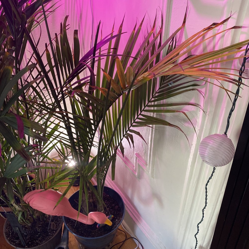 Dahing Plants - All that is left of 2 HUGE palms...died in less than 2 month - Florists Near Me - New York, New York