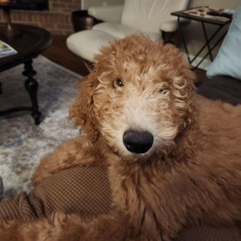 PAWright Pet Services - Pet Sitting Near Me - Soddy-Daisy, Tennessee PAWright Pet Services - Pet Sitting Near Me - Soddy-Daisy, Tennessee