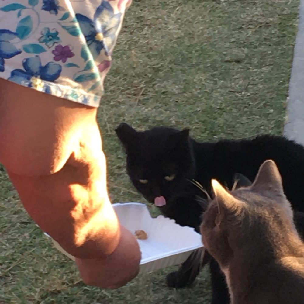 A-One Energy Source - A post-"cat"-astrophe feeding for Cerseigh. - Chimney Sweeps Near Me