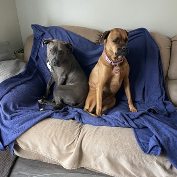 Metak9 - Pet Training Near Me Metak9 - Pet Training Near Me