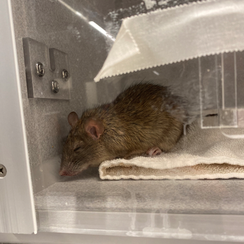 Veterinary Emergency Group - Time in oxygen chamber - Emergency Pet Hospital Near Me - San Ramon, California
