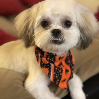 Heidi's Dog Grooming - Pet Groomers Near Me - Mountain View, California Heidi's Dog Grooming - Pet Groomers Near Me - Mountain View, California