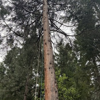 Siskiyou Tree Experts - Working up the tree - Tree Services Near Me - Merlin Oregon, Oregon