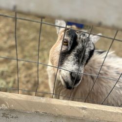 Weidners' Gardens - Pygmy? goat