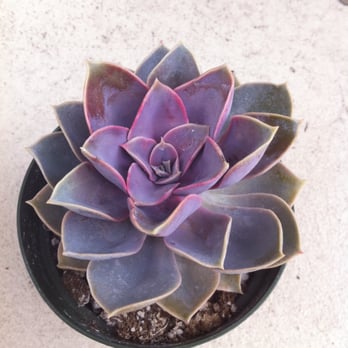 Grow - Nurseries & Gardening Near Me - Cambria, California Grow - Nurseries & Gardening Near Me - Cambria, California