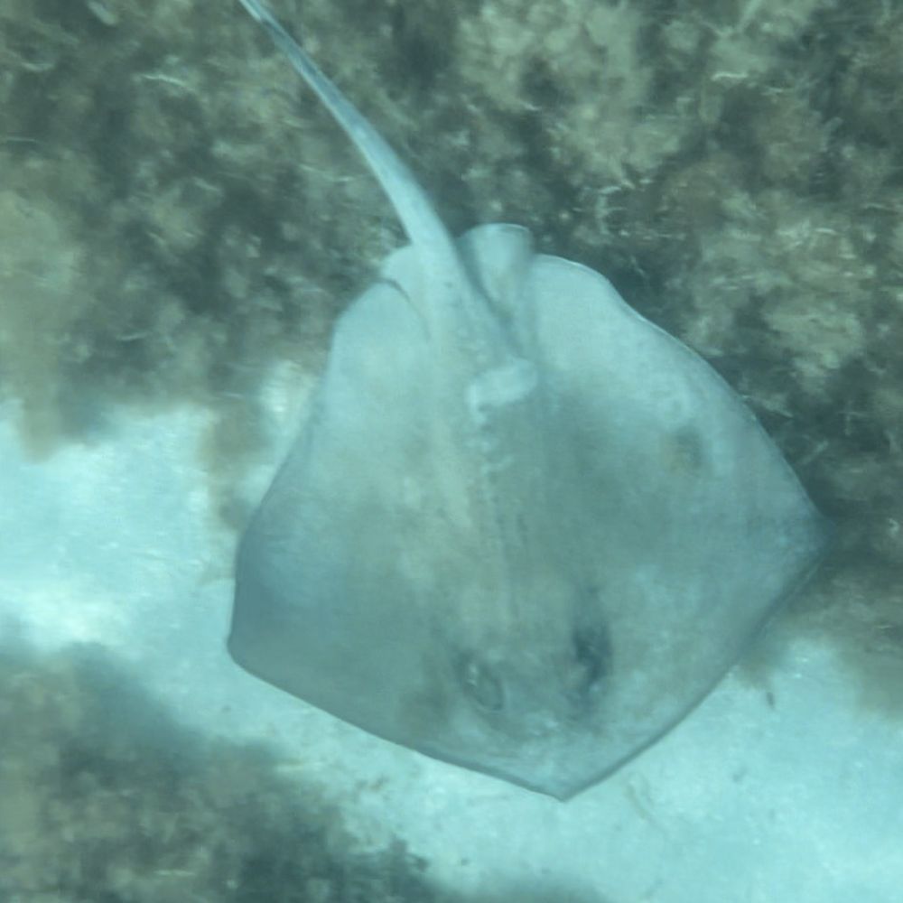Maho Bay - A stingray I met, I named him Herbie - Beaches Near Me - St John, Virgin Islands