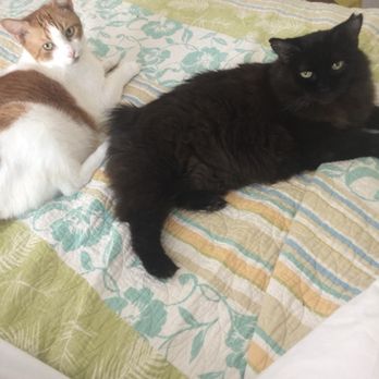 Pets & Vets - Opie and Lulu - Veterinarians Near Me - Miami Beach, Florida Pets & Vets - Opie and Lulu - Veterinarians Near Me - Miami Beach, Florida