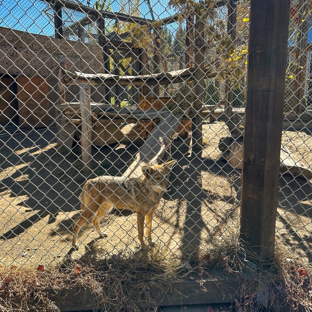 Big Bear Alpine Zoo - Zoos Near Me - Big Bear Lake, California Big Bear Alpine Zoo - Zoos Near Me - Big Bear Lake, California