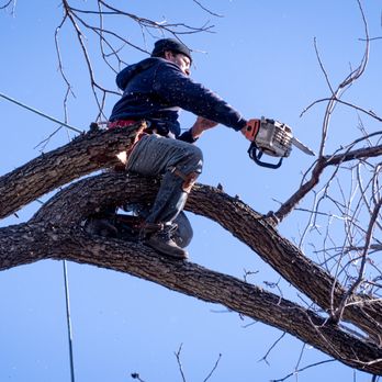 Ayala's Landscaping & Tree Service - Tree Services Near Me - Dallas, Texas Ayala's Landscaping & Tree Service - Tree Services Near Me - Dallas, Texas