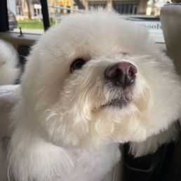her regular "Teddy Bear" cut 3