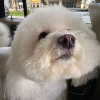 A Dogs Life - her regular "Teddy Bear" cut 3 - Pet Groomers Near Me - Spring, Texas