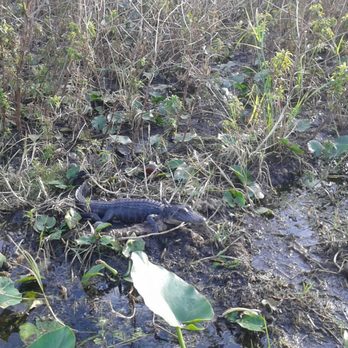 Wild Willy's Airboat Tours - Boat Tours Near Me - Saint Cloud, Florida Wild Willy's Airboat Tours - Boat Tours Near Me - Saint Cloud, Florida