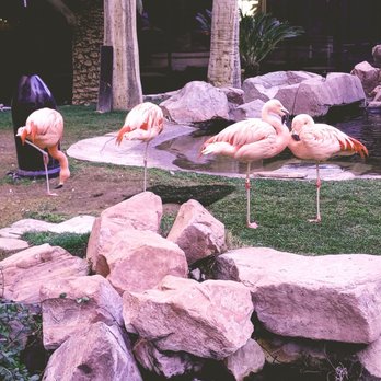 Flamingo Las Vegas - Hotels Near Me - Las Vegas, Nevada Flamingo Las Vegas - Hotels Near Me - Las Vegas, Nevada