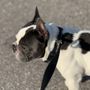 Photo of Speaking Dog 101