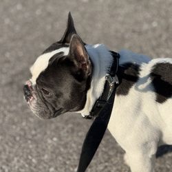 Speaking Dog 101 - Speakingdog101.com