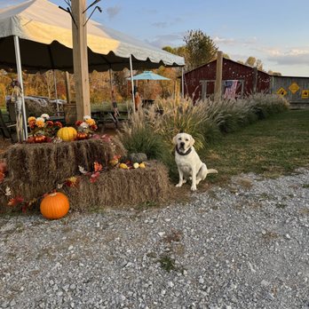 Swing On brewing - Beautiful fall weather in the beer garden - Breweries Near Me - Crossville, Tennessee Swing On brewing - Beautiful fall weather in the beer garden - Breweries Near Me - Crossville, Tennessee