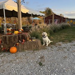 Swing On brewing - Beautiful fall weather in the beer garden
