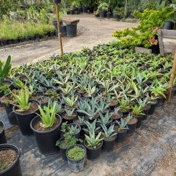 many types of aloe and agave many types of aloe and agave