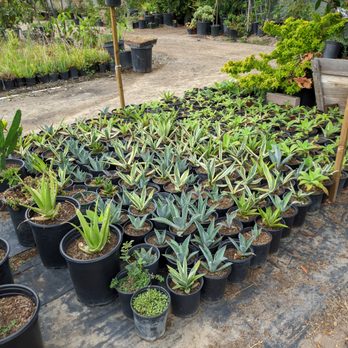 Ricardo's Nursery - many types of aloe and agave - Nurseries & Gardening Near Me - Long Beach, California Ricardo's Nursery - many types of aloe and agave - Nurseries & Gardening Near Me - Long Beach, California