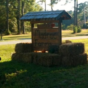 Madrac Farms - You turn into the farm here - Pick Your Own Farms Near Me - Rincon, Georgia Madrac Farms - You turn into the farm here - Pick Your Own Farms Near Me - Rincon, Georgia