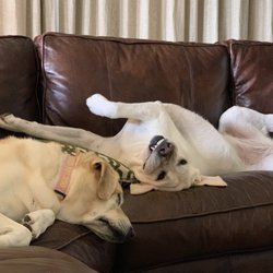 Rockin' Paws Dog Walking and Pet Sitting Services - Maci & Avery!