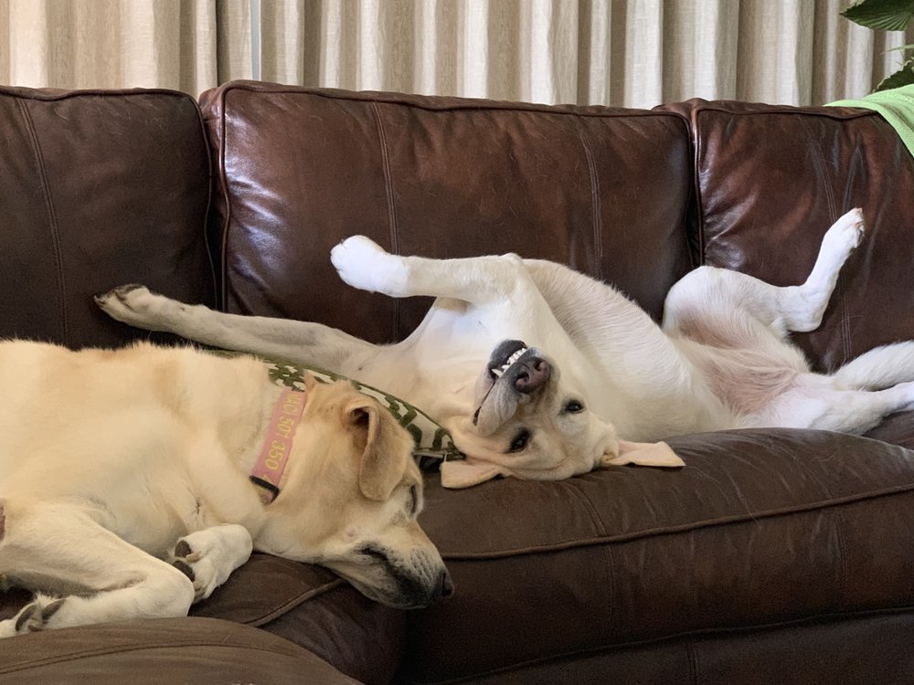 Rockin' Paws Dog Walking and Pet Sitting Services - pet boarding facility in Little Rock, AR