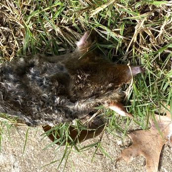 Montgomery Exterminating - Terminated mole!  Thanks Montgomery!! Hope we never need you again, but if we do I'll call you first thing! - Pest Control Near Me - Tulsa, Oklahoma