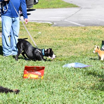 PlayTrain Positive Dog Training - Practicing "leave it" (She actually did walk away from the stuff animal after hearing the instruction) - Pet Training Near Me