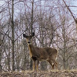 William Redd Jr. Park - Dad deer.