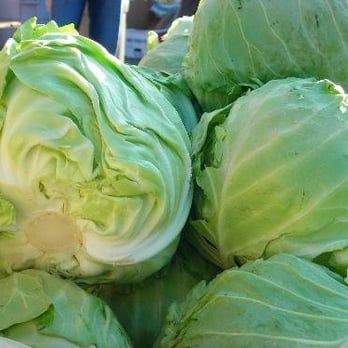 Arriba Juntos - Fresh balls of cabbage! (photo courtesy of Robbi S) - Community Service/Non-Profit Near Me - San Francisco, California Arriba Juntos - Fresh balls of cabbage! (photo courtesy of Robbi S) - Community Service/Non-Profit Near Me - San Francisco, California