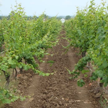 Cave Spring Vineyard - cave springs vineyard - Wineries Near Me - Jordan Station, Ontario
