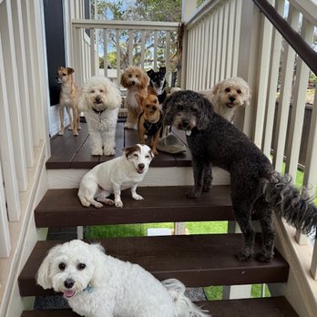 Laura's Doggie Care - Dog Walkers Near Me Laura's Doggie Care - Dog Walkers Near Me