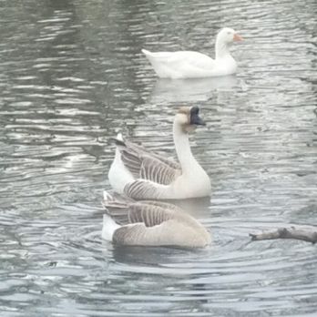 Carondelet Park - Swan geese, apparently - Parks Near Me - Saint Louis, Missouri Carondelet Park - Swan geese, apparently - Parks Near Me - Saint Louis, Missouri
