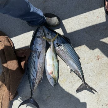 Pierpoint Landing - Two bonitos and a small yellowtail on The City of Long Beach Half-Day. - Fishing Near Me - Long Beach, California Pierpoint Landing - Two bonitos and a small yellowtail on The City of Long Beach Half-Day. - Fishing Near Me - Long Beach, California