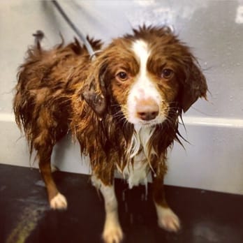 Pet Food Gone Wild - Bath time! - Pet Stores Near Me - Rio Rancho, New Mexico Pet Food Gone Wild - Bath time! - Pet Stores Near Me - Rio Rancho, New Mexico