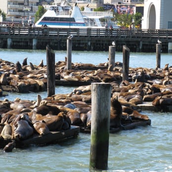 PIER 39 - familiar residents of Pier 39 in San Francisco - Shopping Centers Near Me - San Francisco, California