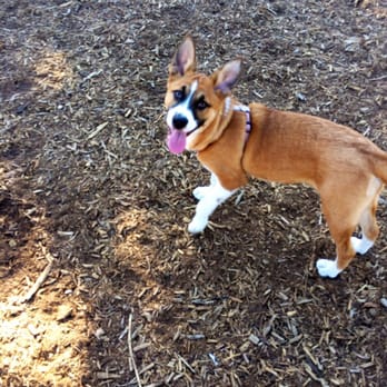 Airport Park - Happy pup makes for a happy me - Dog Parks Near Me - Santa Monica, California Airport Park - Happy pup makes for a happy me - Dog Parks Near Me - Santa Monica, California