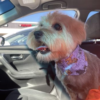 The Dog Pawlor - Pet Groomers Near Me - San Jose, California