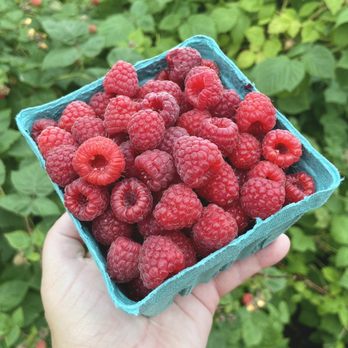 Fairwinds Farm - Raspberries - Pick Your Own Farms Near Me - Bowdoinham, Maine