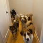 Photo of Hound Away From Home - South