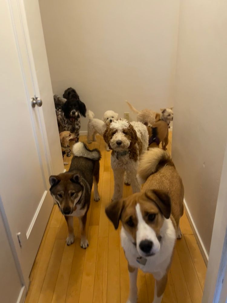 Hound Away From Home - South - pet boarding facility in San Mateo, CA