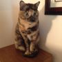 Photo of Dig It Pet Sitting