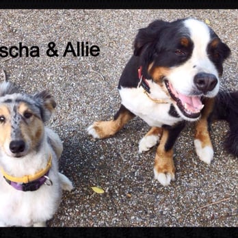 Centenary Pet Sitting - Dog Walkers Near Me