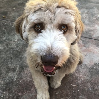 Shear Pawfection - Pet Groomers Near Me - Tampa, Florida Shear Pawfection - Pet Groomers Near Me - Tampa, Florida